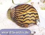 Rennschnecke