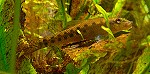 Schmerle Schmerle