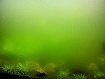 Grüne Schwebealgen schwebealgen02 tn