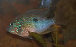 Elliots Buntbarsch Thorichtys ellioti Männchen