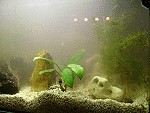 Einfahren eines Aquariums nach Ersteinrichtung Trübung nach Einfüllen des Wassers