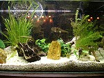 Einfahren eines Aquariums nach Ersteinrichtung Am nächsten Morgen ist die Trübung vorbei