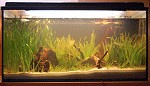 Einfahren eines Aquariums nach Ersteinrichtung Wassertrübung nach Neueinrichtung