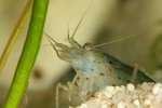 Amanogarnelen Amanogarnele