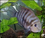 Zebrabuntbarsche Amatitlania nigrofasciatus