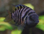 Zebrabuntbarsche Amatitlania nigrofasciatus