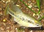 Schmetterlingskärpflinge amecasplendens02 tn