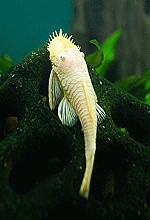 Albino Antennenwels ancistrus13 tn