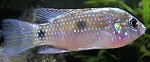 Anomalochromis thomasi Weibchen Anomalochromis thomasi Weibchen