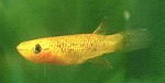 Aphyosemion australe f. gold Weibchen