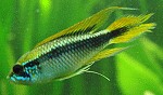 Apistogramma agassizii