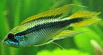 Apistogramma agassizii