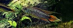 Apistogramma agassizii