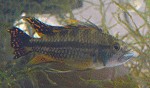 Höhlen und Verstecke für Kakadubuntbarsche apistogrammacacatuoides04 tn