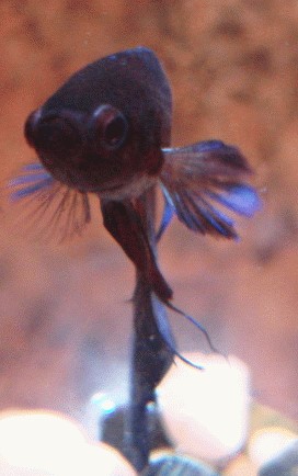 Kampffische | Betta splendens Eckdaten - Verhalten - Haltung