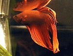 Betta splendens Männchen