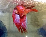 Betta splendens bei der Paarung