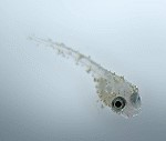 Jungisch Betta Kampffisch Jungisch Betta Kampffisch