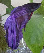 Betta splendens Männchen