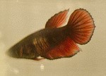 Betta splendens Weibchen