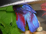 Schaumnest Betta Kampffisch Kampffisch Aufzucht
