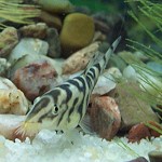 Botia almorhae - Netzschmerle Botia almorhae - Netzschmerle