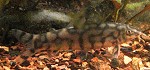 Netzschmerle Netzschmerle