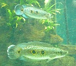 Schlangenköpfe