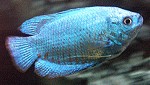 Zwergfadenfische blau