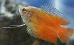 Zwergfadenfische rot