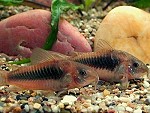 corydorasaeneus01 tn