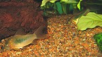 Futter für Aquarienfische Corydoras aeneus