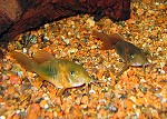 Futter für Aquarienfische Corydoras aeneus