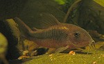 Corydoras aeneus 