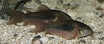 Corydoras aeneus corydorasaeneus07 tn