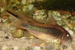 Panzerwels aeneus Panzerwels aeneus