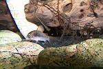 Panzerwelse - Steckbrief corydorasaeneus12 tn