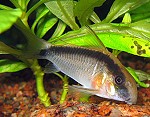 corydorasarcuatus02 tn