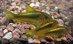 Corydoras Corydoras