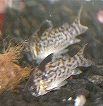 Panzerwelse - Steckbrief corydorasleucomelas01 tn