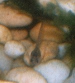 4 mm großer, junger Corydoras panda 4 mm großer, junger Corydoras panda