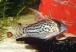 Corydoras 