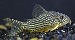 Corydoras Sterbai