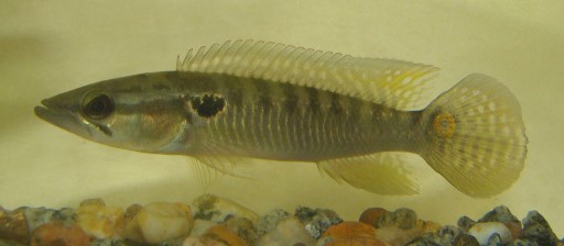 Schmalkopf-Hechtbuntbarsch crenicichlapunctata01