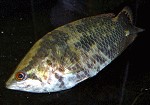 Leopard-Buschfische ctenopomaacutirostre02 tn