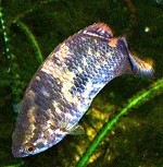 Ctenopoma acutirostre 