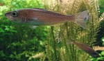 Cyprichromis leptosoma
