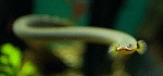Flösselaale erpetoichthyscalabaricus02 tn