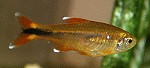 Kupfersalmler