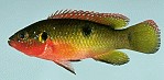 Hemichromis letourneauxi 